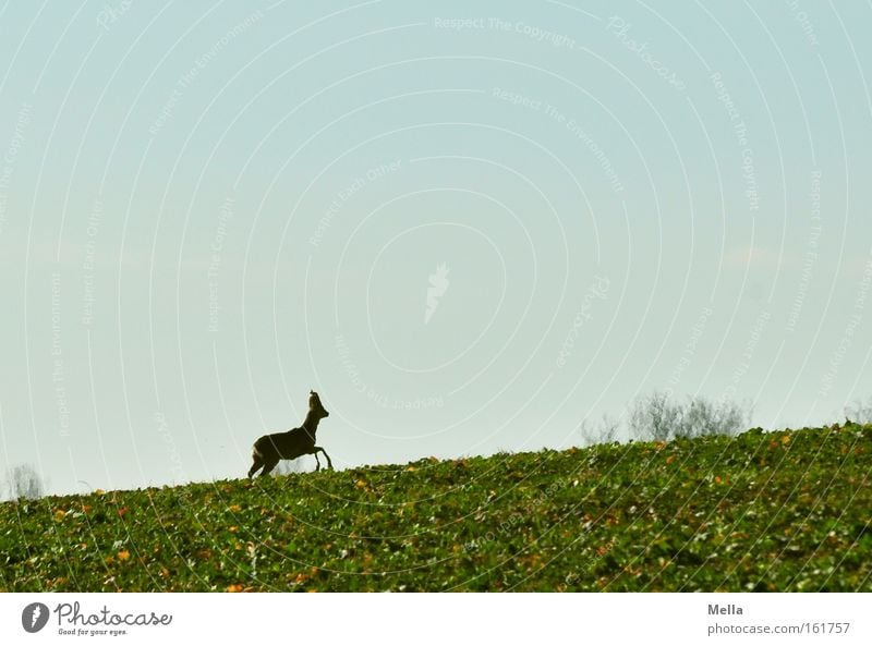 Und weg! Reh Wildtier laufen flüchten Flucht aufwärts Feld Frühling Säugetier Rehbock Neigung