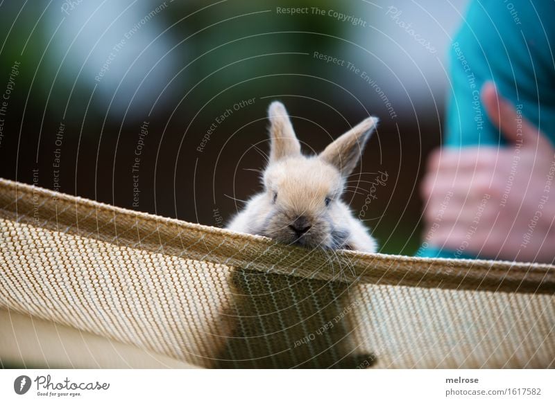 achhhh schon wieder Montag ... Kind Arme Hand Finger 1 Mensch 8-13 Jahre Kindheit Garten Haustier Tiergesicht Fell Zwergkaninchen Säugetier Nagetiere