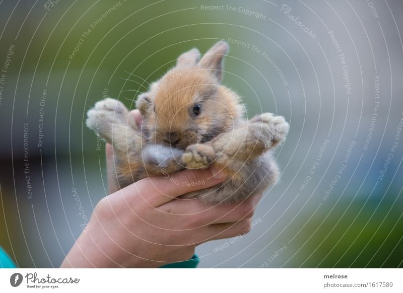 s p o r t l i c h Mädchen Arme Hand Finger 1 Mensch 8-13 Jahre Kind Kindheit Haustier Tiergesicht Fell Pfote Hasenbaby Zwergkaninchen Nagetiere Säugetier