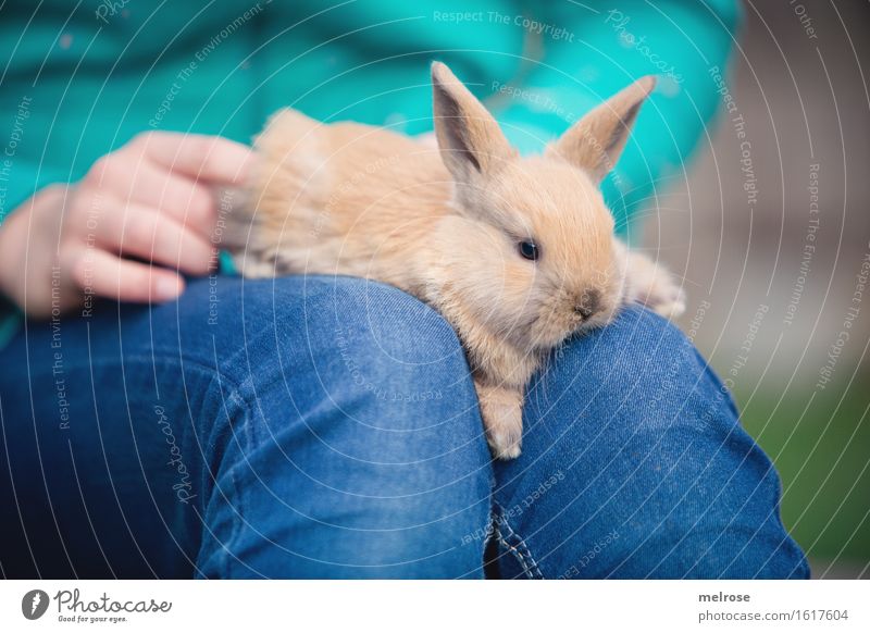 völlig relaxed Mädchen Hand Finger Beine Knie 1 Mensch 8-13 Jahre Kind Kindheit Haustier Tiergesicht Fell Pfote Hasenbaby Zwergkaninchen Hasenlöffel Nagetiere