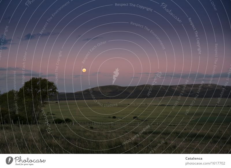 Vollmond steht am Himmel über Hügel und Wiesen wandern Natur Landschaft Mond Schönes Wetter Feld beobachten Erholung glänzend alt ästhetisch Ferne groß rund