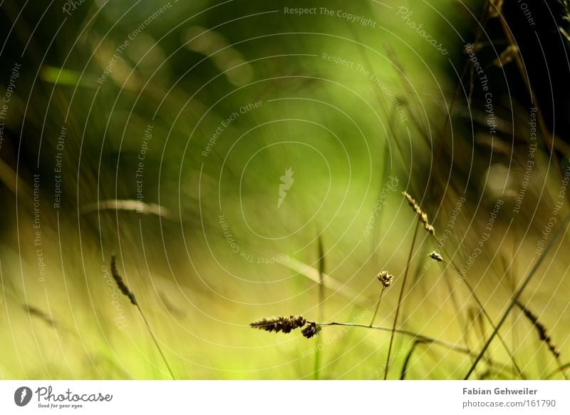 Allusion to a illusion Illusion Gras Natur Unschärfe Sommer mild angenehm Wind