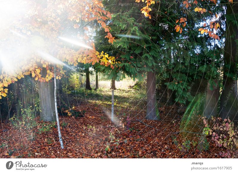 Bäume und Laub Natur Landschaft Pflanze Urelemente Erde Herbst Schönes Wetter Baum Blatt leuchten Stimmung Idylle Klima Wandel & Veränderung Laubbaum Nadelbaum