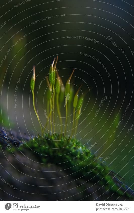 Nicht alleine Farbfoto Nahaufnahme Detailaufnahme Makroaufnahme Strukturen & Formen Tag Kontrast Natur Pflanze Frühling Gras Moos grün Boden Textfreiraum oben