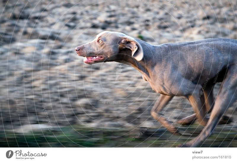 Hatz Hund Jagd Jagdhund rennen Rennsport Laufsport laufen Geschwindigkeit Feld verfolgen Pfote Schnauze Fell Weimaraner Konzentration Säugetier Spielen