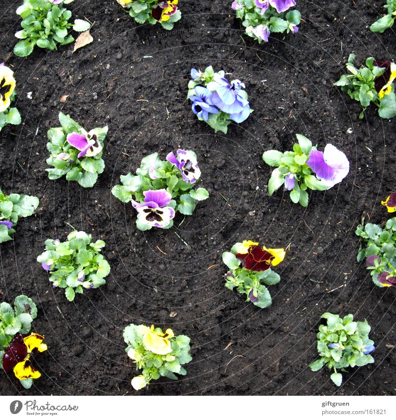 weh dem, der aus der reihe tanzt! Stiefmütterchen Garten Frühling Blume Blühend Blüte Gartenarbeit Gartenbau Beet Blumenbeet Pflanze Linie gerade Ordnung Erde