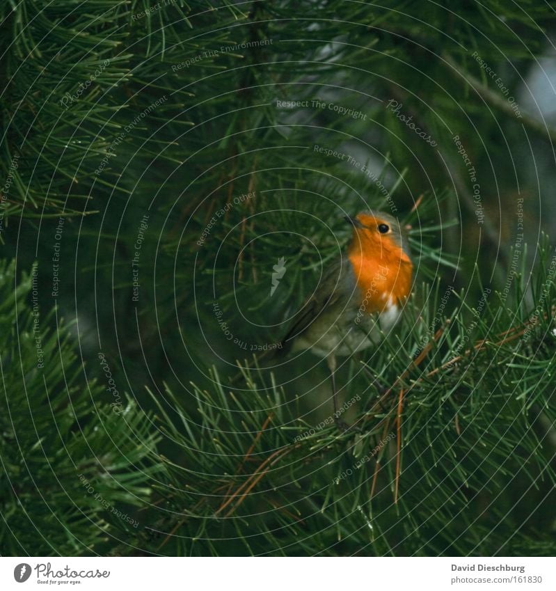 Wait & look Farbfoto Außenaufnahme Nahaufnahme Tag Kontrast Natur Tier Pflanze Baum Grünpflanze Wildtier Vogel Flügel 1 grün Farbe Rotkehlchen Schnabel