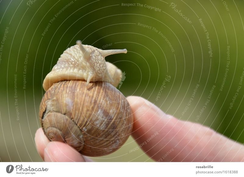 Schnecke kommt aus ihrem Haus das von einem Menschen in der Hand gehalten wird vor unscharfem Hintergrund Finger Umwelt Natur Tier 1 Erholung schleimig braun