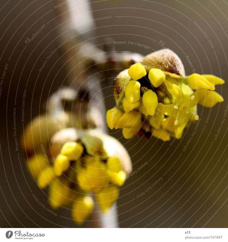 Frühlingserwachen Blüte zart Blume Ast Pflanze Natur Wärme Wetter schön Freude Makroaufnahme Nahaufnahme Blütenknospen Haare & Frisuren