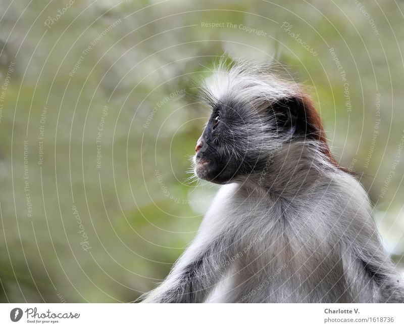 Plattnase Tier Wildtier Affen Red Colobus Meerkatzen 1 beobachten hocken Blick sitzen exotisch grau grün schwarz Vorsicht Gelassenheit ruhig Neugier Interesse