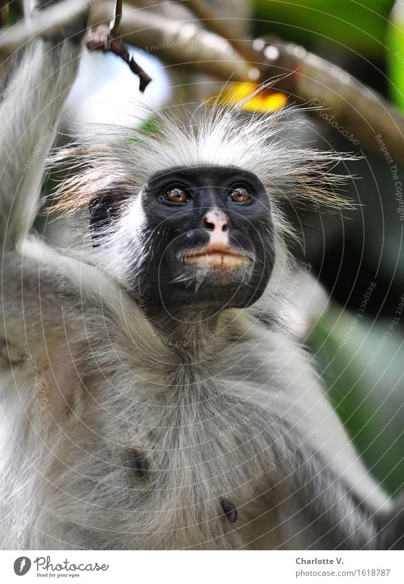 Weitblick Tier Wildtier Affen Red Colobus Meerkatzen 1 Holz Denken festhalten Blick warten außergewöhnlich exotisch kuschlig Neugier niedlich braun grau grün