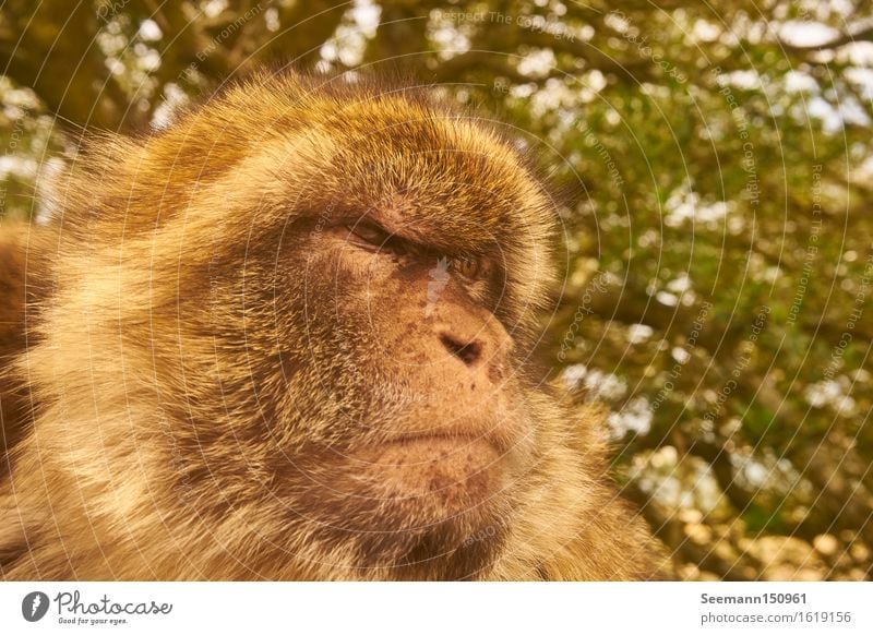 Berberaffe Umwelt Natur Tier Gibraltar Wildtier Tiergesicht 1 beobachten Blick sitzen muskulös natürlich klug wild Kraft Mut Tatkraft achtsam Wachsamkeit