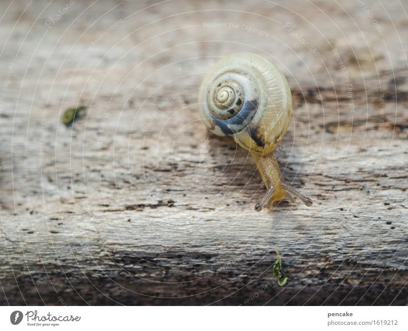 die entdeckung der langsamkeit Natur Tier 1 Zeichen beobachten berühren Bewegung entdecken Neugier niedlich rund schön unten blau braun Schnecke Schneckenhaus