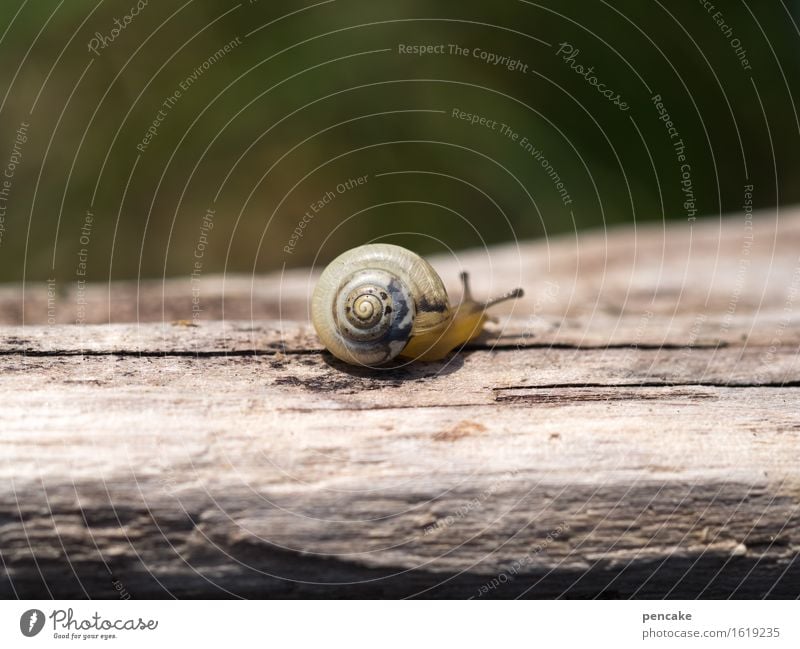 die zeitreisende Natur Tier Schnecke 1 Holz Zeichen Bewegung entdecken Warmherzigkeit achtsam Gelassenheit ruhig Altholz Treibholz Unschärfe klein Tierjunges