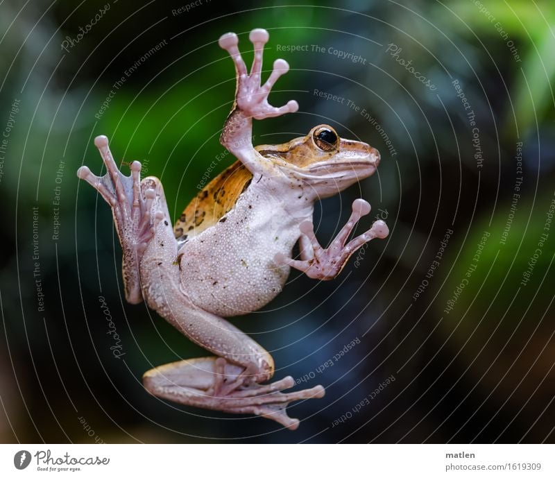 Happy New Year Blatt Grünpflanze Tier Frosch Pfote 1 Freundlichkeit braun grün weiß winken kleben Saugnapf Bauch Gruß Farbfoto Gedeckte Farben Nahaufnahme