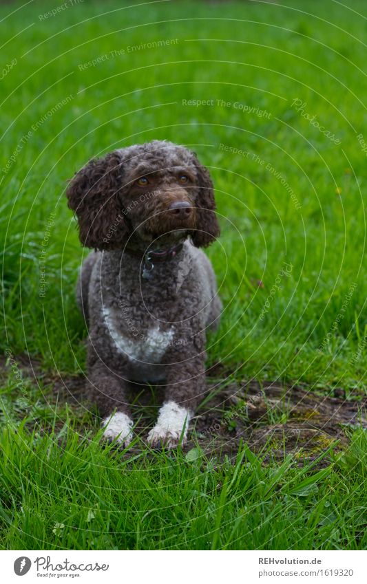 Fritzi Umwelt Landschaft Gras Wiese Feld Tier Haustier Hund 1 liegen warten Farbfoto Außenaufnahme Textfreiraum oben Tag Unschärfe Schwache Tiefenschärfe