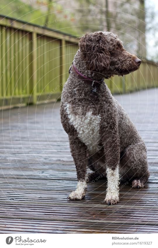 Fritzi Tier Haustier Hund 1 sitzen Natur Umwelt Spaziergang Fell Brücke Regen Halsband Hundemarke Pfote Locken Konzentration Farbfoto Gedeckte Farben