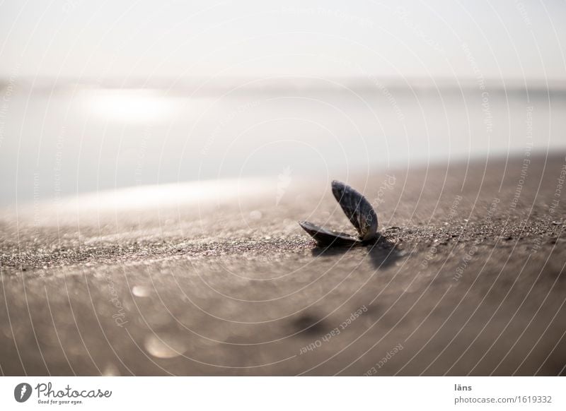 offensichtlich Ferien & Urlaub & Reisen Tourismus Ausflug Strand Meer Umwelt Natur Urelemente Sand Luft Wasser Himmel Sonne Schönes Wetter Küste Ostsee liegen