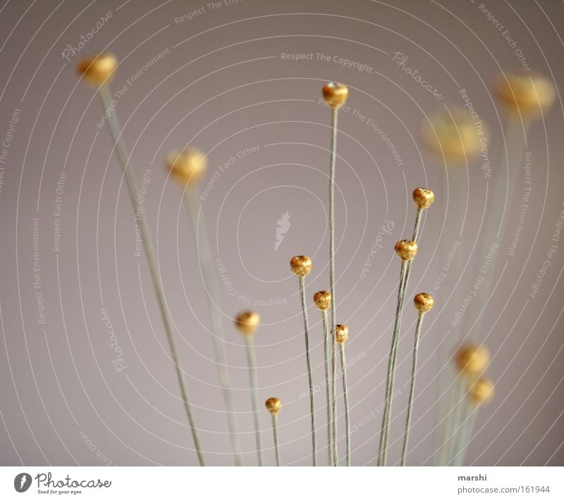 goldige Köpfchen Blume Pflanze Natur Blüte Dekoration & Verzierung Hintergrundbild Punkt Stengel Kitsch Makroaufnahme Nahaufnahme Mikadopflanze niedlich Fühler