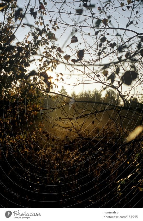 das wird was Morgen Sommer Wildnis Natur Urwald Nebel Stimmung Sonne aufgehen Wärme Wildtier Tod Europa