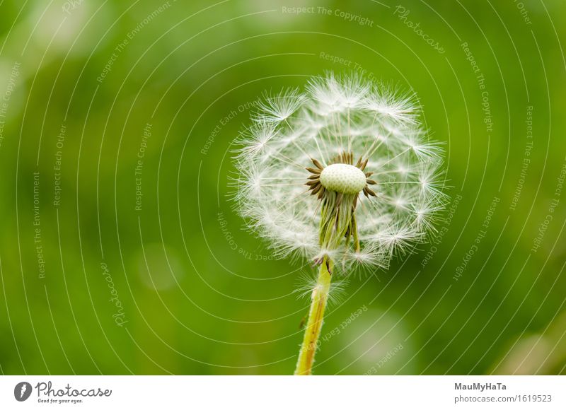 Löwenzahn Natur Pflanze Sommer Klima Blume Gras Blüte Wildpflanze Garten Park Feld Wald Gefühle Fröhlichkeit Frühlingsgefühle Euphorie Coolness Optimismus