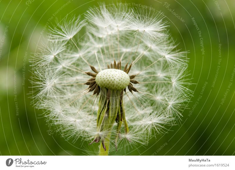 Löwenzahn Natur Pflanze Sommer Schönes Wetter Blume Gras Blüte Garten Park Feld Wald Fröhlichkeit Euphorie Coolness Optimismus Tatkraft schön Farbfoto