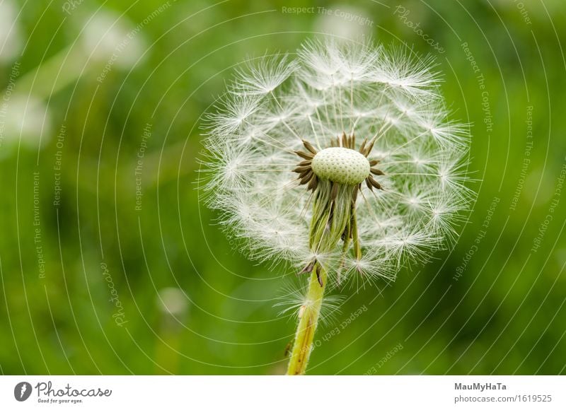 Löwenzahn Natur Pflanze Sommer Schönes Wetter Garten Park Feld Wald Abenteuer Angst chaotisch Ende Energie Leben Farbfoto Außenaufnahme Nahaufnahme