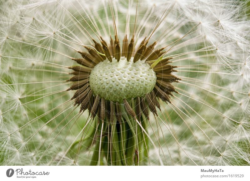 Löwenzahn Natur Pflanze Sommer Schönes Wetter Blume Gras Blüte Garten Park Feld Wald Abenteuer chaotisch Ende Erfolg Fortschritt Freiheit Gefühle Farbfoto