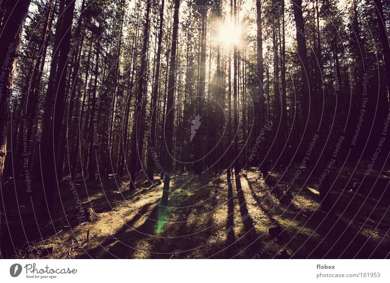 Frühling Wald Baum Sonne Sonnenstrahlen Wärme Winter Schatten Gegenlicht Natur Tanne Forstwirtschaft Umwelt schön