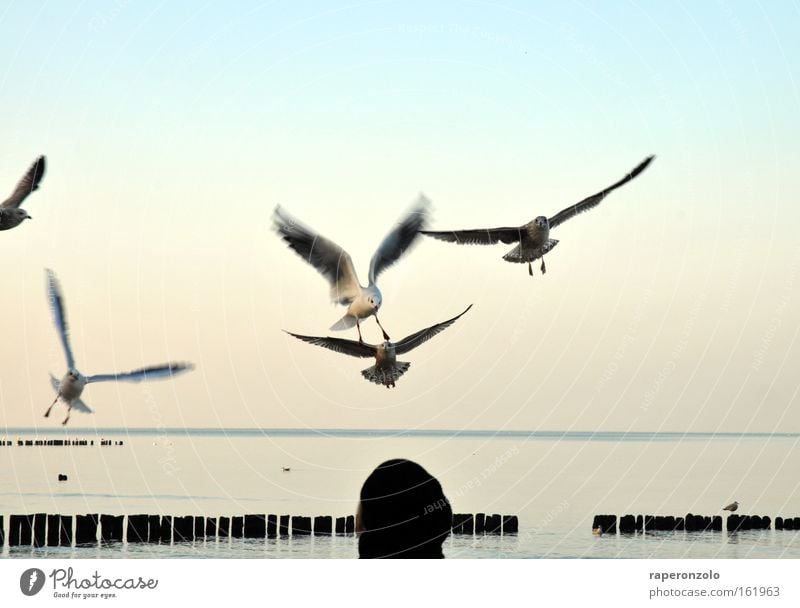 hitchcock light Luft Himmel Wolkenloser Himmel Vogel Flügel flattern fliegen kalt blau Möwe Verlauf ausgestreckt Geschwader attackieren Abend Silhouette