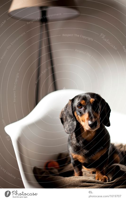 carlson Häusliches Leben Wohnung Innenarchitektur Dekoration & Verzierung Möbel Lampe Stuhl Raum Tier Haustier Hund Tiergesicht Dackel 1 Decke beobachten