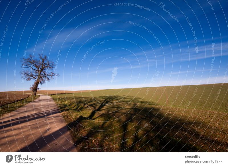 schräger Baum Winter Straße Verkehr Wolken Himmel Wiese Feld Landwirtschaft bebauen Weitwinkel Baumstamm Ast Fußweg schön