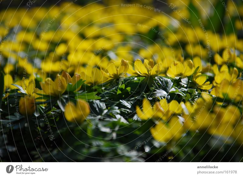 gelbes Blütenmeer Pflanze Frühling Blume viele grün Winterlinge Frühblüher zart Wachstum sprießen Farbfoto Nahaufnahme Menschenleer Textfreiraum oben