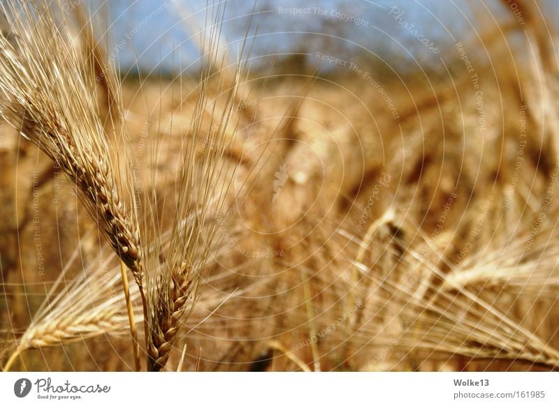 Goldene Weite Kornfeld Herbst Ähren Himmel Getreide gold Natur Ernte