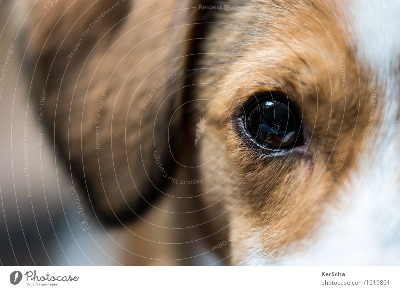 Terrierauge Tier Haustier Hund 1 Tierjunges Blick authentisch braun weiß loyal Warmherzigkeit Sympathie Freundschaft Tierliebe Ehrlichkeit ästhetisch