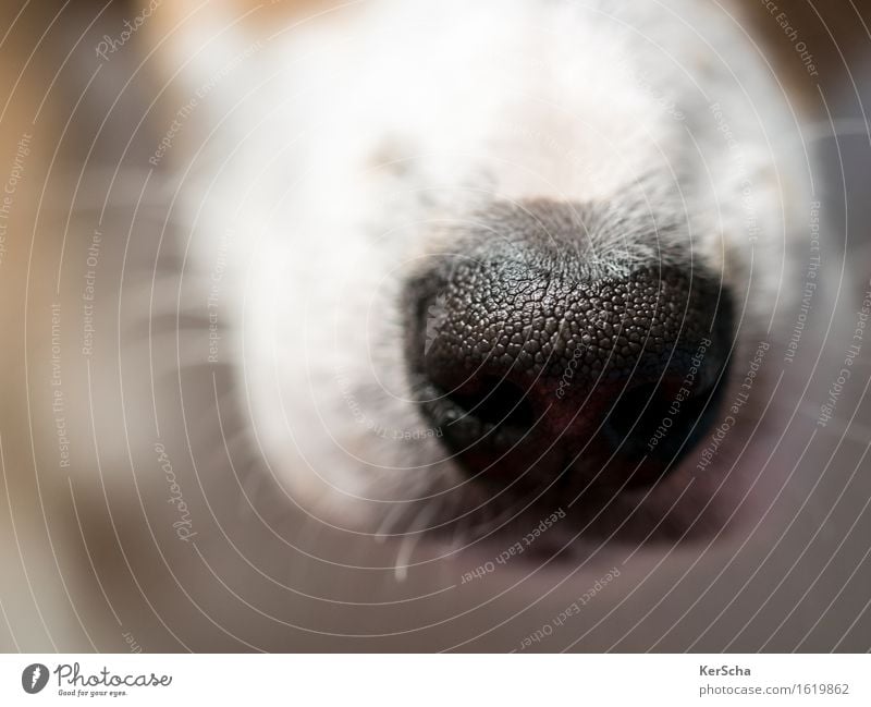 Hundenase Tier Haustier Terrier 1 Tierjunges entdecken braun schwarz weiß Vertrauen Geborgenheit Sympathie Farbfoto Gedeckte Farben Innenaufnahme Nahaufnahme