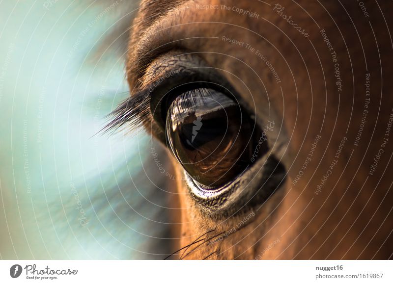 the eye Tier Nutztier Pferd Fell 1 Gefühle Stimmung Tierliebe friedlich Ehrlichkeit Leben ästhetisch Freundschaft Natur schön Farbfoto Außenaufnahme