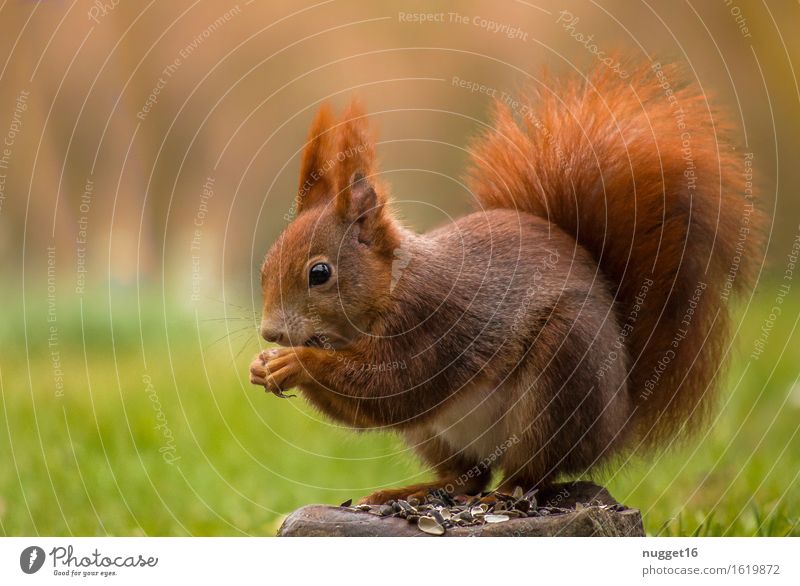 Squirrel Tier Wildtier Tiergesicht Fell 1 Fressen sitzen träumen ästhetisch schön kuschlig natürlich niedlich gelb grün orange Zufriedenheit Vertrauen