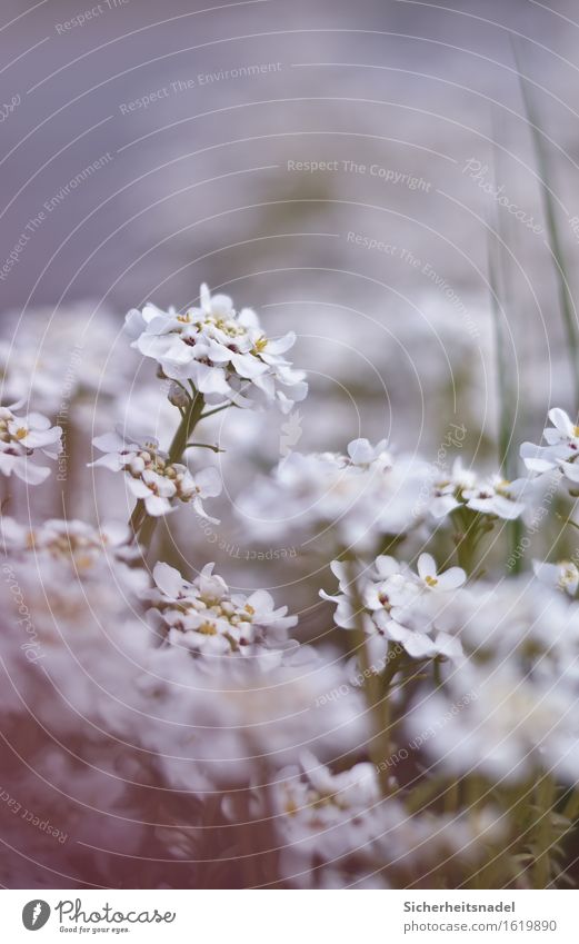 Blumentraum Natur Frühling Pflanze Blüte Garten weich ruhig Außenaufnahme Nahaufnahme Makroaufnahme Textfreiraum oben Tag Starke Tiefenschärfe