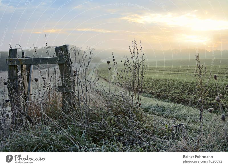 ein Sonnenaufgang auf einer frostigen Wiese Landschaft Schönes Wetter Feld beobachten Erholung genießen wandern ästhetisch natürlich ruhig Natur "Licht hell