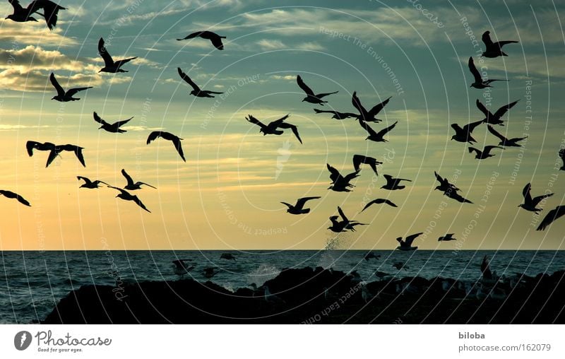 Nordseegeschwader Abend Dämmerung schön Ferien & Urlaub & Reisen Ferne Freiheit Strand Luftverkehr Menschengruppe Wasser Horizont Küste Vogel Tiergruppe Fernweh