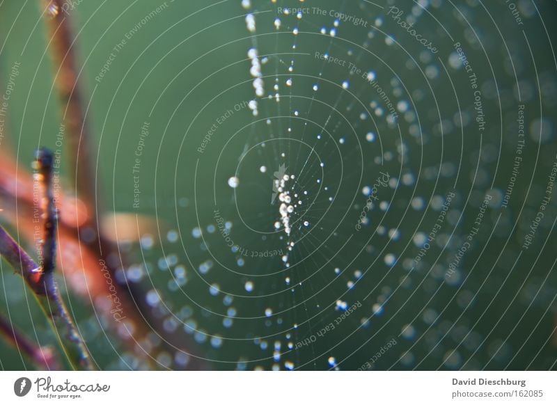 Tearscatcher Farbfoto Außenaufnahme Nahaufnahme Detailaufnahme Makroaufnahme Tag Licht Kontrast Reflexion & Spiegelung Unschärfe Zentralperspektive Natur Wasser