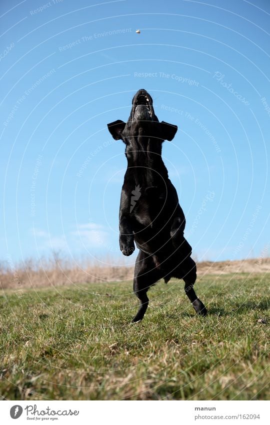 Maitanz Hund Tiertraining Berufsausbildung üben Spielen Haustier Bewegung Fitness Gesundheit gehorsam springen hüpfen Freude sportlich Bildung