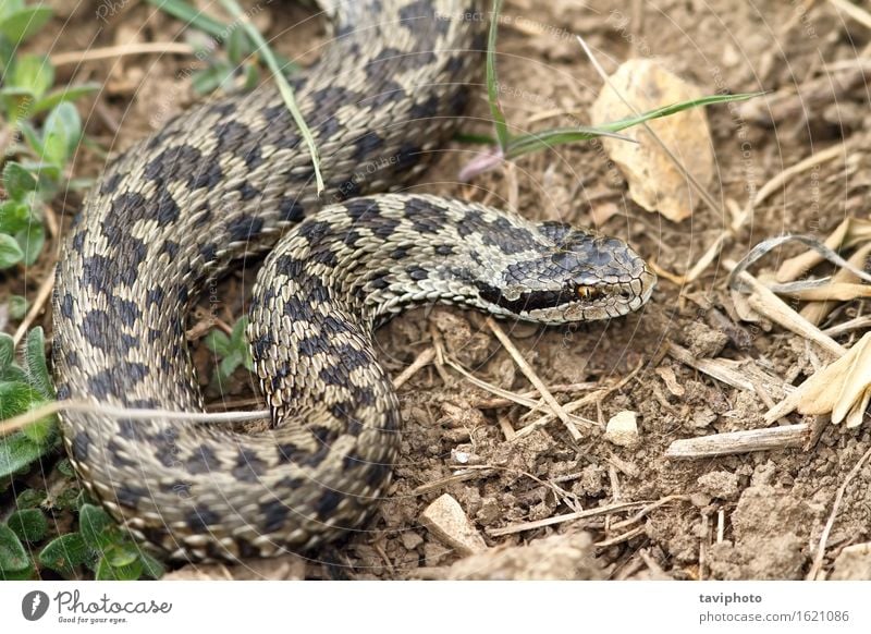 weibliche Wiesenviper im natürlichen Lebensraum schön Frau Erwachsene Natur Tier Gras Schlange einzigartig wild braun Angst gefährlich Natter Vipera ursinii