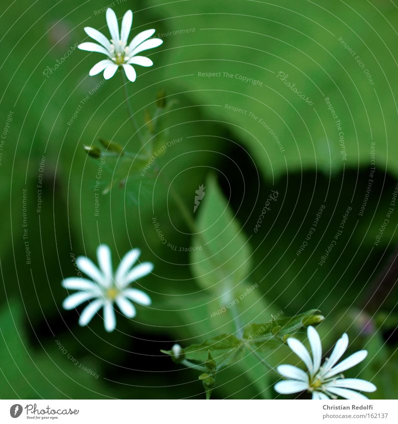 Blümchen weiß Blume Waldrand Schatten feucht grün Stengel Besenstiel Pflanze Blüte zierlich Berge u. Gebirge Sommer