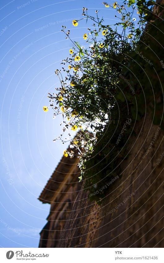 Frühlingserwachen_südländisch Umwelt Pflanze Himmel Wolkenloser Himmel Sonne Sonnenlicht Klima Wetter Schönes Wetter Blume Blatt Blüte Grünpflanze Wildpflanze