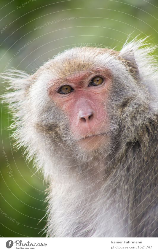 ein Taiwan-Makake wildlife Natur Tier "Affe Makake" 1 beobachten Blick Tourismus "wildlife Porträt natürlich Augen sehen," Farbfoto Außenaufnahme