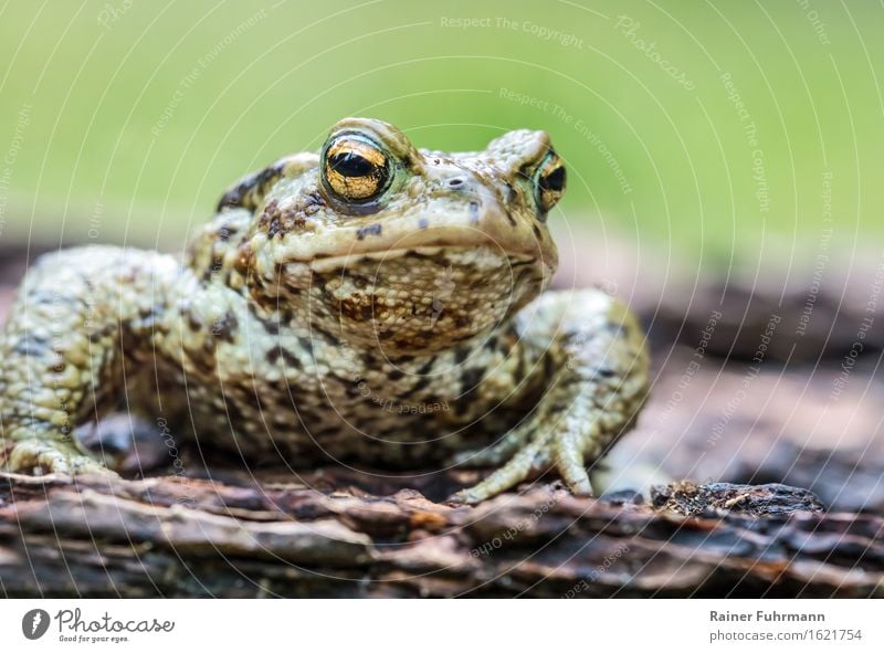 eine tiefenentspannte Erdkröte Tier Wildtier "Kröte Erdkröte" 1 Natur "bufo bufo bufo Krötenmännchen Paarungszeit Frühling" Farbfoto Nahaufnahme Tierporträt