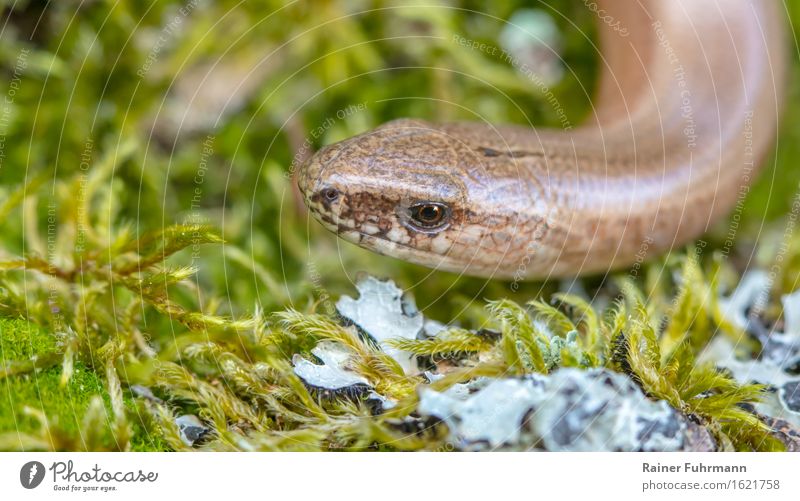 eine Blindschleiche auf Moos und Flechten Natur Wald Tier Wildtier 1 "Echse Eidechse Schlange Deutschland Brandenburg Barnim Flechten" Farbfoto Außenaufnahme