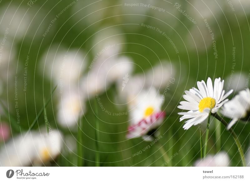 Gänseblümchen Frühling Sommer Wiese grün weiß Blume Gras Makroaufnahme Nahaufnahme Blumen Blumenwiese